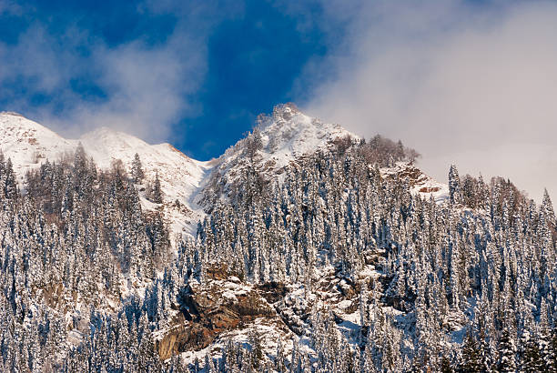 The mountain winter landscape with snowy forest.