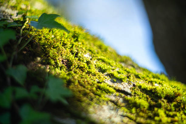 istock Vibrant and Lush Green Ivy Leaves Resting on Mossy Tree Bark in a Peaceful Environment 2229264411