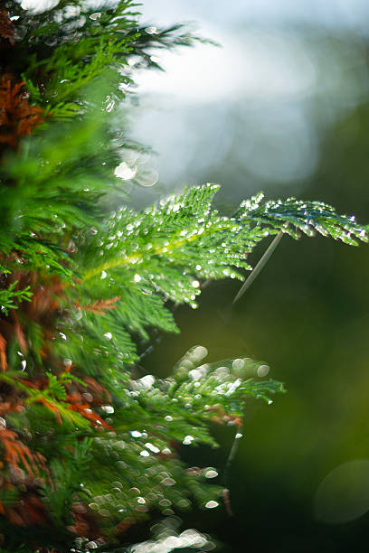 istock Lush, vibrant green foliage adorned with dew drops sparkling in beautiful natural light 2229265205