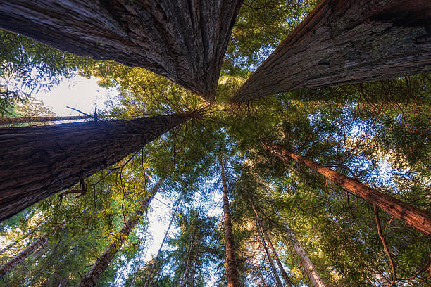 istock Redwood National Park 2229266144