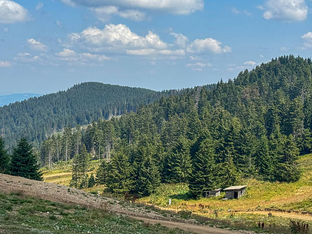 istock Evergreen Trees at Kopaonik 2229266418