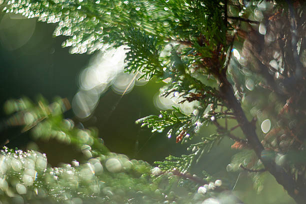istock A Serene Nature Scene Featuring Dew Drops Sparkling on Lush Green Leaves in Nature 2229266708