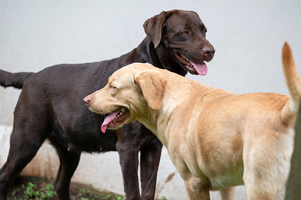 Two dogs enjoy each other's company in garden, showcasing their playful nature and friendly demeanor.