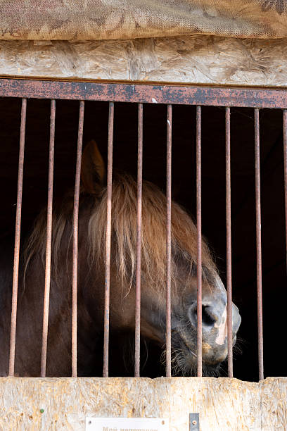 istock brown horse with long bangs on his muzzle stands behind the bars in the stable. 2229270793