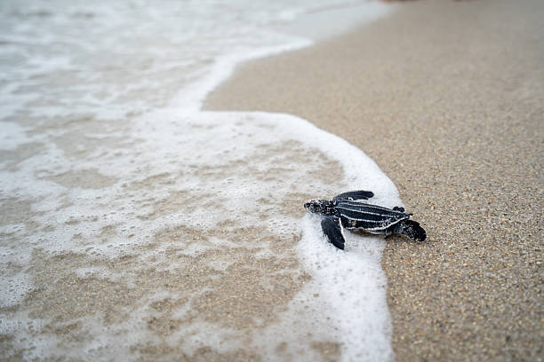 istock Leatherback Sea Turtle hatchling swimming in the ocean underwater 2229270884