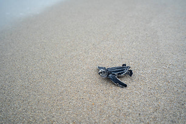 Newly hatched baby sea turtle making its journey across sand towards the sea, showcasing an amazing process of nature and survival.