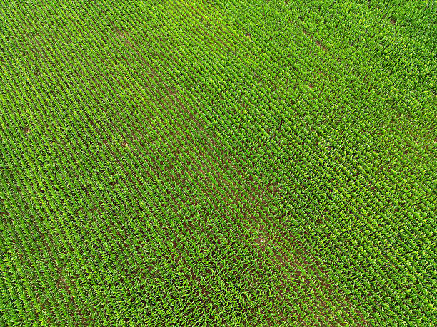 istock Rows of plants growing in a field on a farm 2229272050