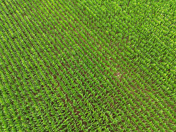 istock Rows of plants growing in a field on a farm 2229272051
