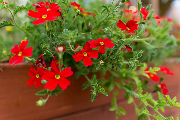 Vibrant Red Verbena in a Flower Bed