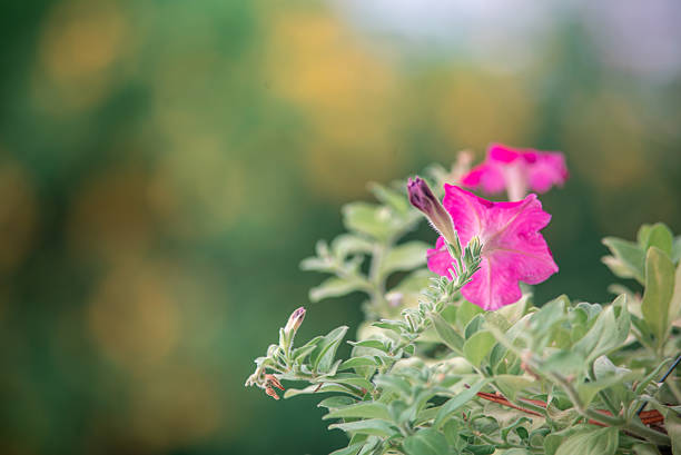 A stunning close-up of a vibrant pink flower surrounded by lush green leaves, set against a softly blurred background, perfect for nature lovers.
