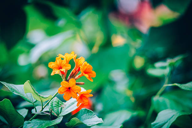 This close-up image captures bright orange flowers against a backdrop of lush green leaves, showcasing the beauty of nature in vibrant contrast.