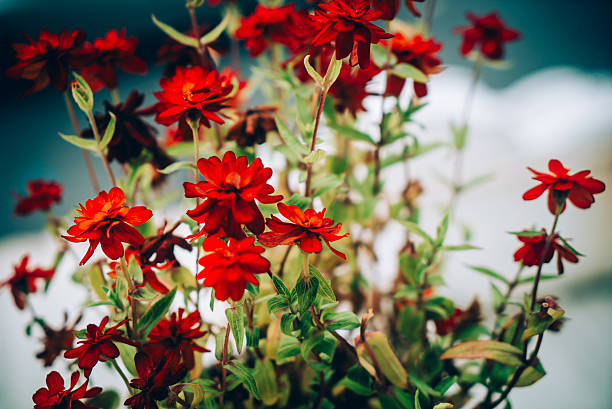 A close-up of a vibrant bouquet showcasing red flowers against a soft background, creating a cheerful and tranquil atmosphere perfect for seasonal decoration.