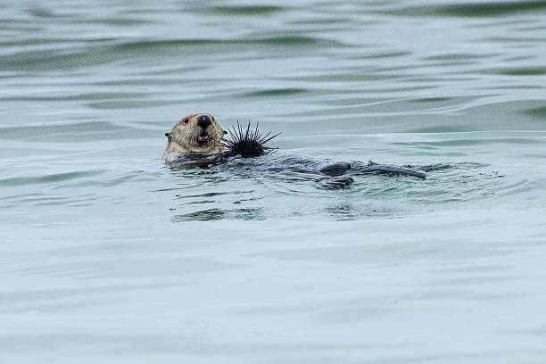 A sea otter chowing down on sea urchins.  Taken in Bamfield, British Columbia