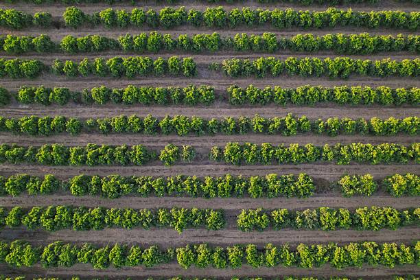 istock Aerial View of Verdant Orchard Rows 2229277159