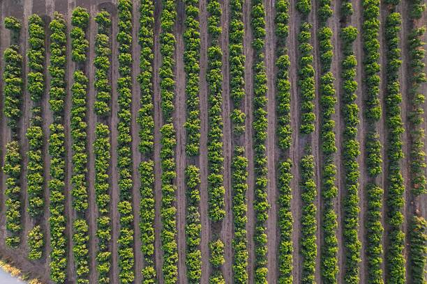 istock Aerial View of Vibrant Citrus Orchard 2229277166