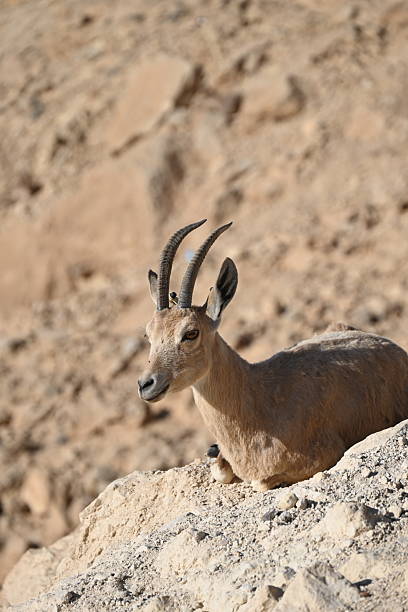 istock Nubian Ibex in Mitzpe Ramon, Israel 2229277276
