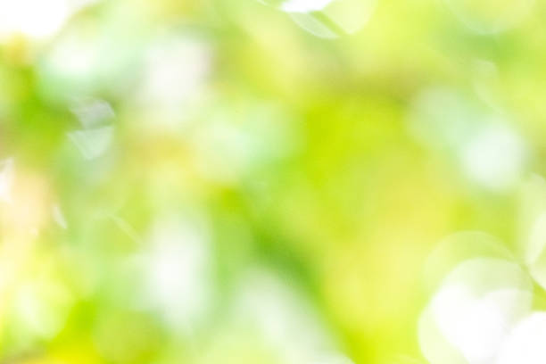 Soft blurred background of green foliage with bright sunlight filtering through leaves, creating a serene and tranquil atmosphere for nature-themed designs or projects