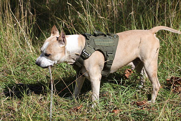 istock A dog is standing in a lush green grass area, wearing a harness 2229278429