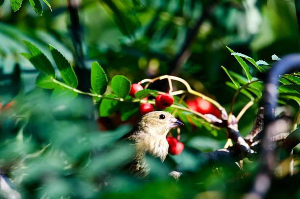 Beautiful long-tailed tit (Aegithalos caudatus) perching on common hawthorn with red berries.