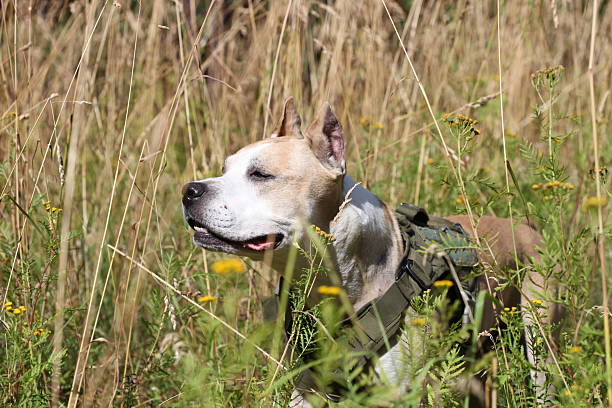 istock A brown and white dog stands in tall grass, waiting for something 2229278811