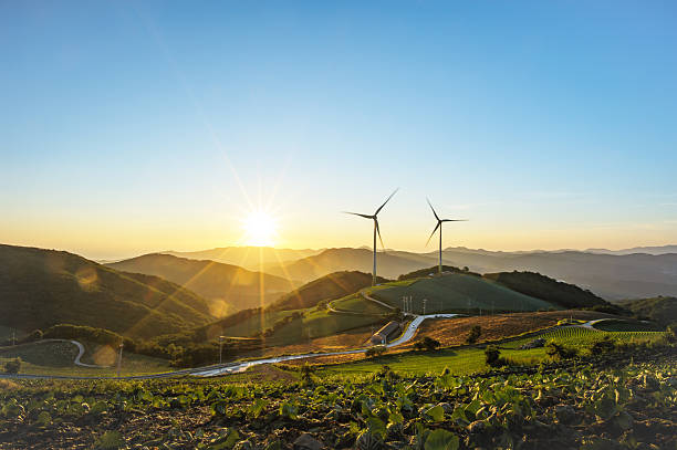 istock Sunrise in the cabbage field 2229280159