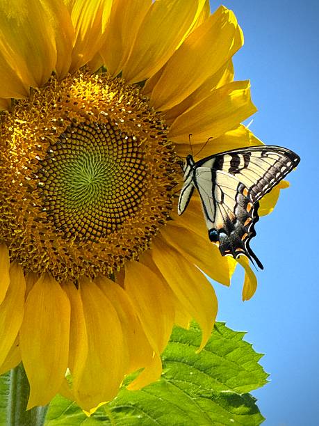 istock Butterfly pollinating a sunflower head 2229280481
