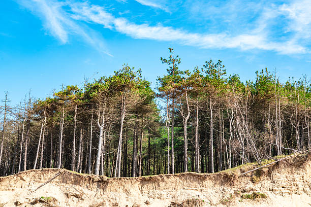 istock Pine trees growing on a sandy cliff edge under a blue sky 2229280668