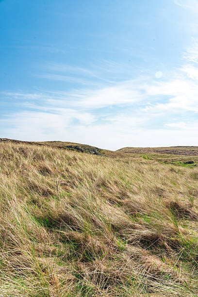 istock Windswept grass covering rolling hills under blue sky in north wales 2229280767