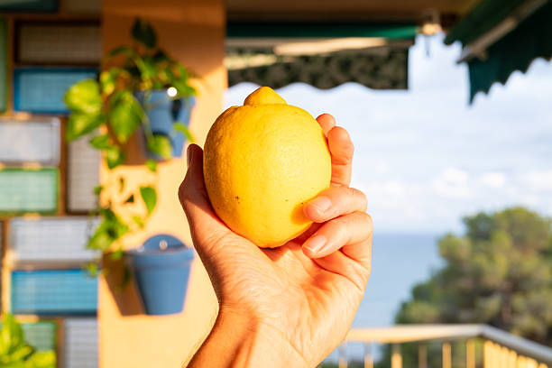 Holding a ripe, yellow lemon, a hand captures the essence of summer against a balcony garden backdrop at sunset, with the serene sea stretching into the distance
