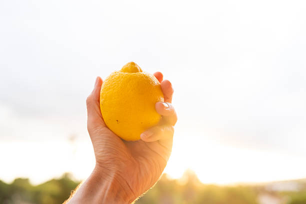 Farmer proudly holding a ripe lemon against the backdrop of a stunning summer sunset, celebrating the joy of a fruitful harvest in a vibrant countryside setting
