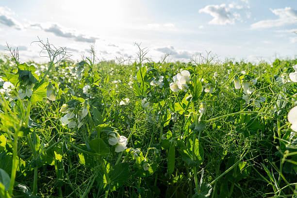 istock Green pea plants thriving under bright sunlight in an expansive field during a clear day 2229281812