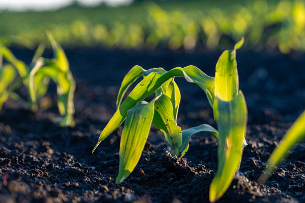 istock New corn seedlings emerge from rich dark soil under a bright sky in a field at dawn 2229281821