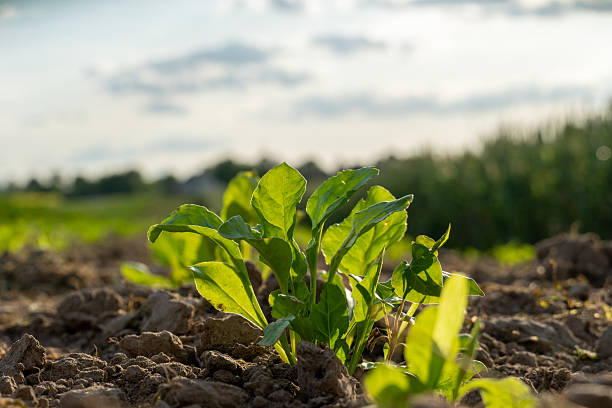 istock Fresh spinach plants growing in sunny field during early morning 2229281882