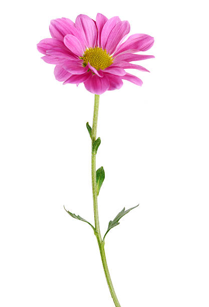 istock pink chrysanthemum branch 2229281937