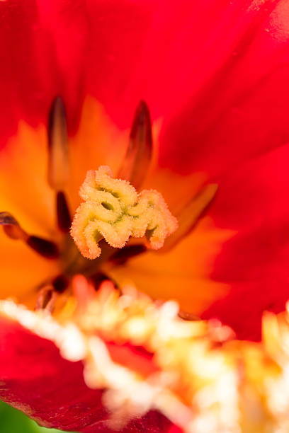 A close-up photo of a tulip flower - stamen, pistil and pollen. Shallow depth of field, space for copy.