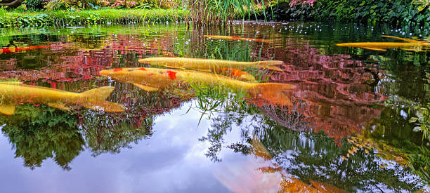 Big kois in the pond.