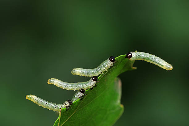 istock Sawfly larvae nibble on green leaves, North China 2229285971