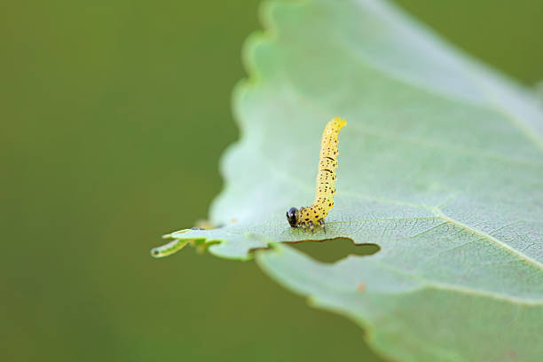 istock Sawfly larvae nibble on green leaves, North China 2229285988