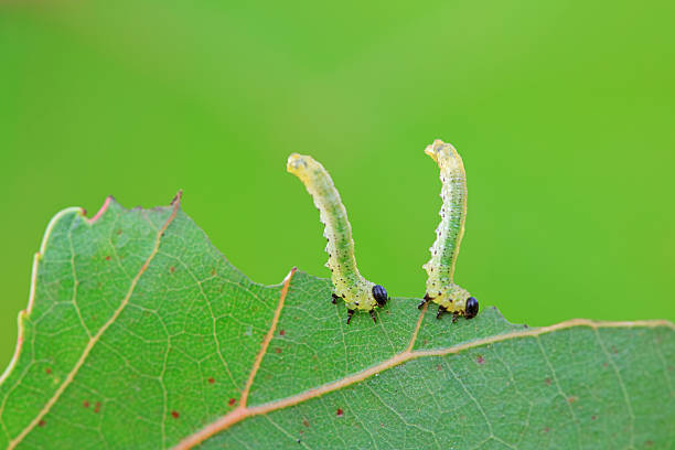 istock Sawfly larvae nibble on green leaves, North China 2229285991