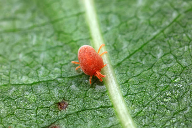 istock Mites on wild plant leaves, North China 2229286090