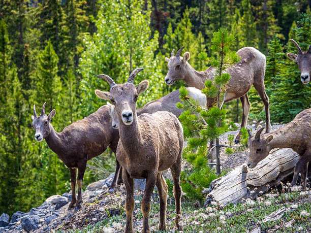 istock Group of bighorn sheep standing in a forest clearing 2229286398