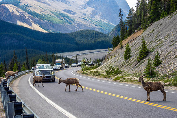 istock Bighorn sheep blocking traffic on a winding mountain road 2229286400
