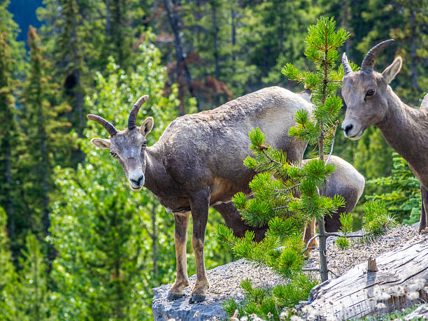 istock Group of bighorn sheep standing in a forest clearing 2229286410