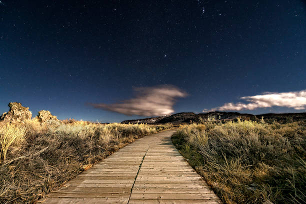 Night sky with stars above a wooden boardwalk leading into the distance through desert vegetation.