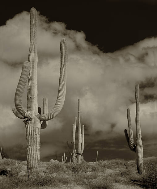 Desert landscape with tall saguaro cacti under a cloudy sky in sepia tones.