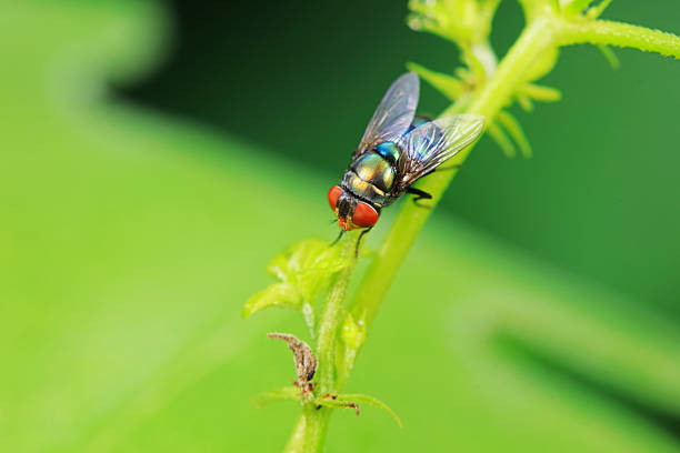 Calliphora Rubra on wild plants, North China