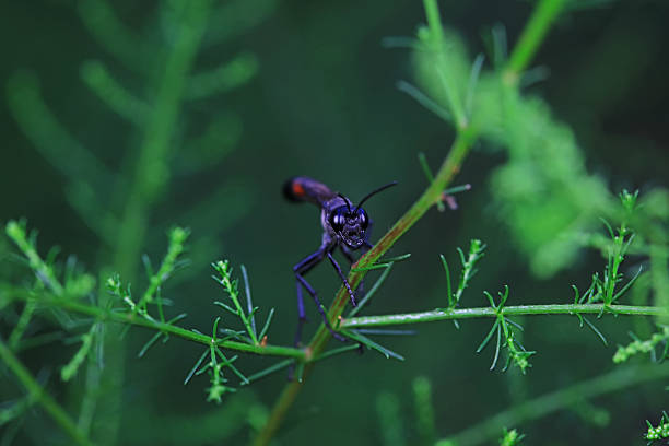 Mud bees on wild plants, North China