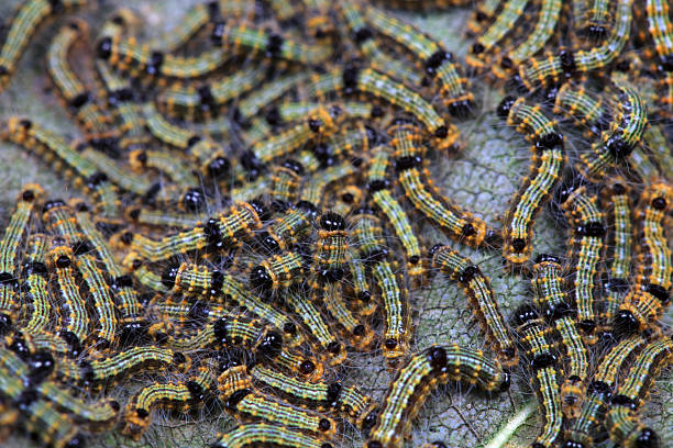 Moth larvae in the wild, North China