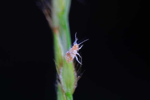 Aphids on wild leaves, North China