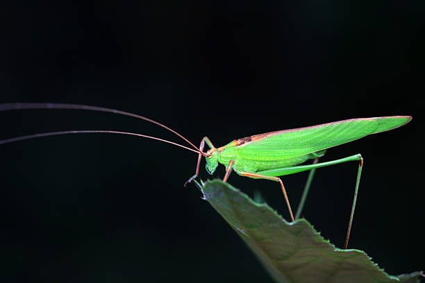Katydids inhabit wild plants in North China